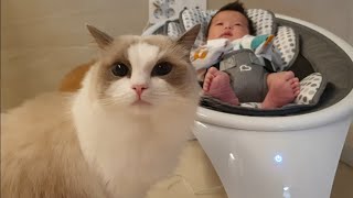 The cat is protecting the baby