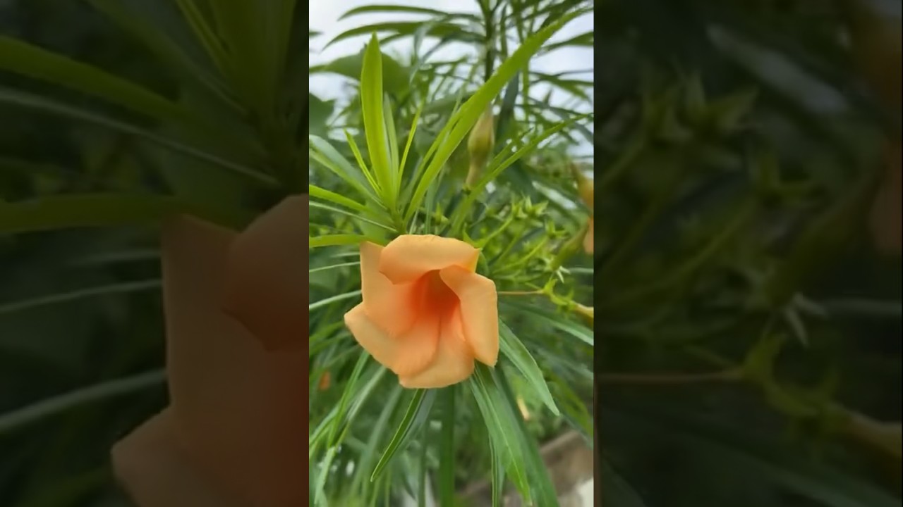 Kaner, Nerium Oleander Flowers | 