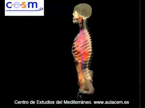 Aparato Digestivo 3D - YouTube