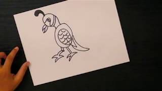 Q is for Quail Bird Drawing | How to draw a Beautiful Qauil Bird with capital letter Q