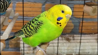 Budgie Sounds For Lonely Birds