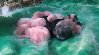 Mother Rabbit Gave Birth 7 Baby Bunny ❤🧡💛💖💝