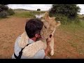 The Lion Cubs Are Growing Up! | The Lion Whisperer