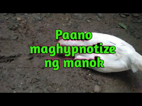 Video: Paano Mag-hypnotize ng isang Manok: 10 Hakbang (na may Mga Larawan)