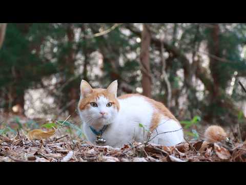 森のちろ 260527 - YouTube