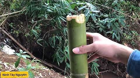 Tìm Và Lấy Nước Sạch Trong Rừng | kỹ năng sinh tồn