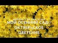 МОЙ ОСЕННИЙ САД//Октябрьское цветение