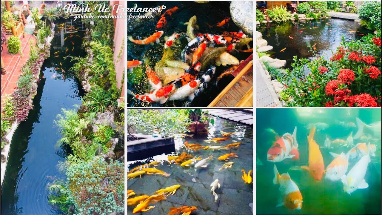 Top 7 quán cafe có hồ cá koi đẹp nhất Quy Nhơn, Bình Định | Beautiful Koi coffee shop in Quy Nhon