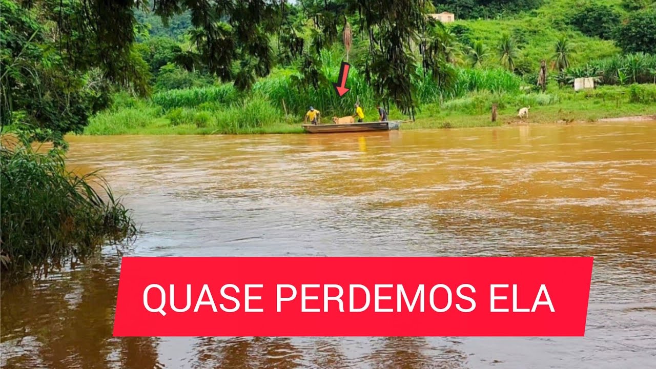 DESESPERO!Nossa mini vaca caiu e desceu rio a baixo- Nosso dia a dia na roça