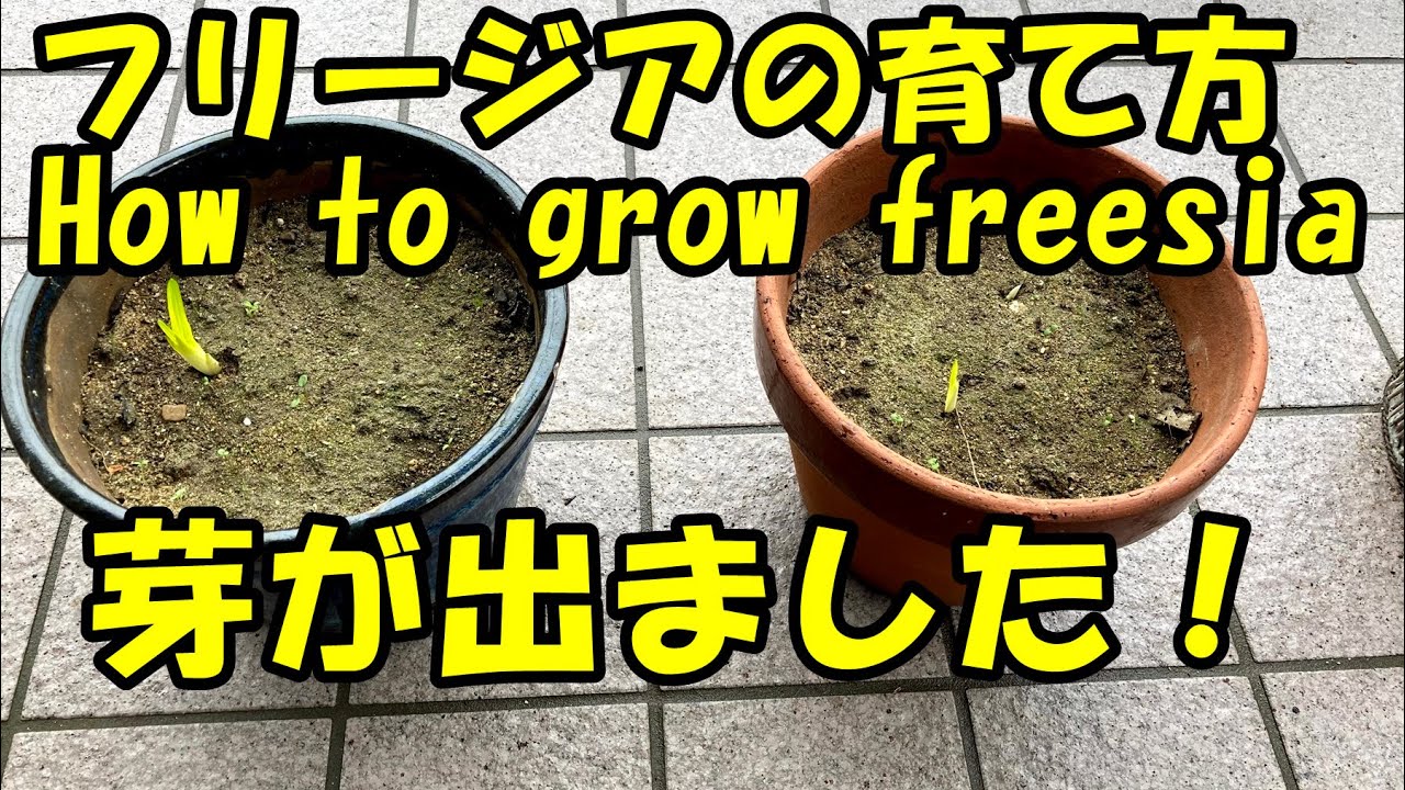 フリージアの育て方 芽が出ました How To Grow Freesia The Bud Has Come Out Youtube
