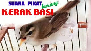 SUARA KERAK BASI RIBUT | Sangat ampuh untuk pikat segala jenis burung kerak basi