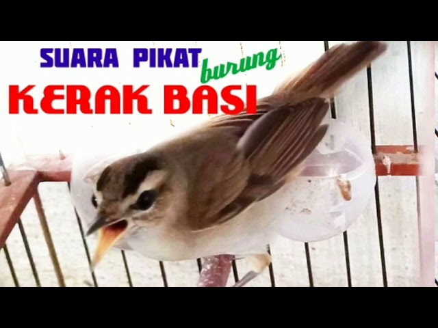 SUARA KERAK BASI RIBUT | Sangat ampuh untuk pikat segala jenis burung kerak basi class=