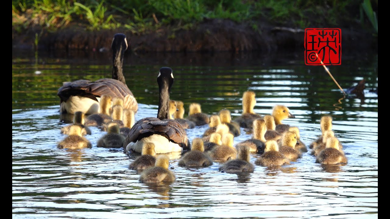 Can you count how many baby geese there are? || 4K Video - YouTube