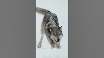 Hungry like the wolf #wildlife
