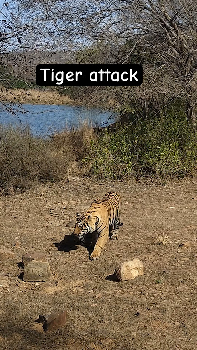 Tiger 🐅 attack Pig 🐗 at Ranthambhore national park #shorts #nature #animals #attack #tiger