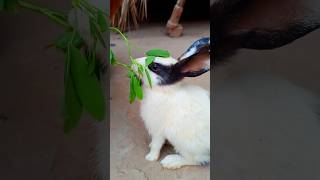 Rabbit World 🐰 | Baby Bunnies & Farm Life