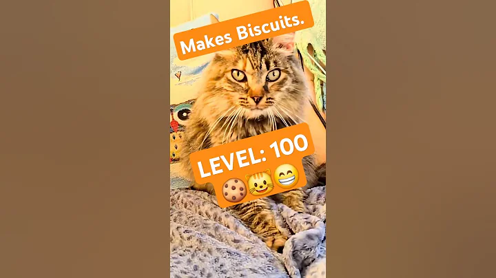 Video 11491911: fluffy siberian cat