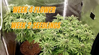 Week 4 Flower and 2nd week Seedling update + Bad freebies from Seedsman?