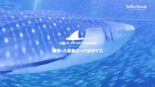 ジンベエザメ規格篇 - YouTube