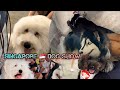  singapore dog show  best in show  full judging  4kr 