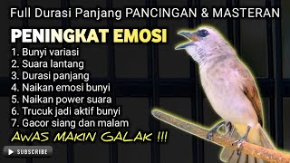 TRUCUKAN GACOR EMOSI BUNYI PANCINGAN MASTERAN TERBAIK TRUCUK CEPAT EMOSI RAJIN BUNYI