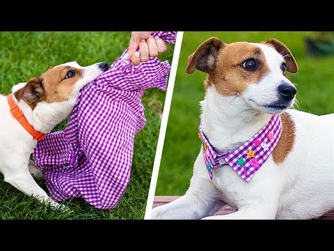 Video: Köpekler Için Bir şeyler Nasıl örülür