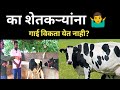 का शेतकऱ्यांना गाई विकता येत नाही#hf cow