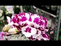 И снова свежие орхидеи в Леруа Мерлен г. Омск по предпраздничной цене)))