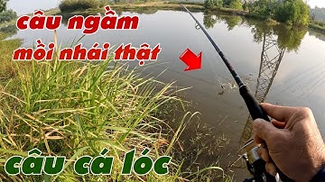 Câu Lure Cá Lóc ✅ Một Ngày Câu Ngầm Mồi Nhái Thật Ao Lâu Năm Và Cái Kết | Tâm Râu Vlog #367