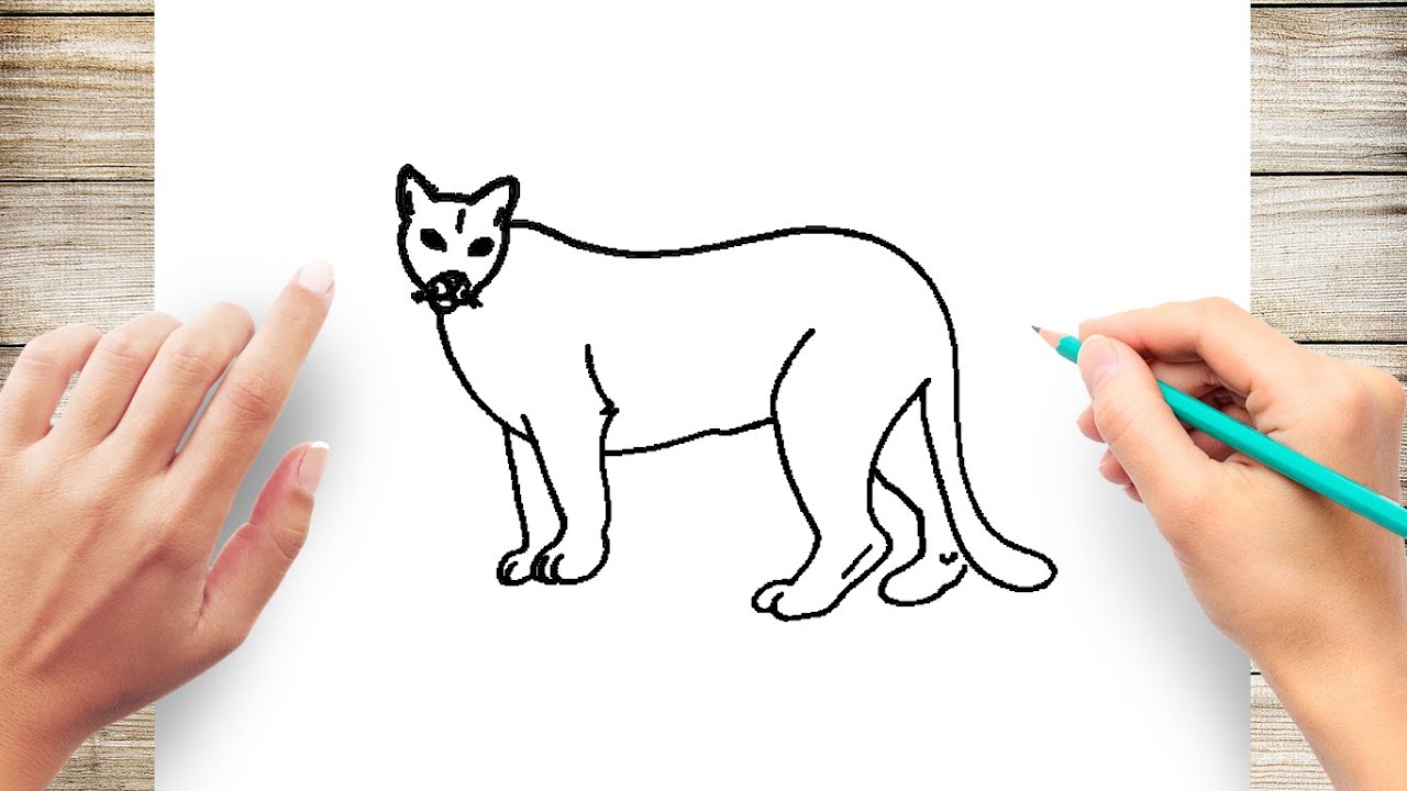 Cartoon Cougar Drawing Easy - Vergo Wallpaper
