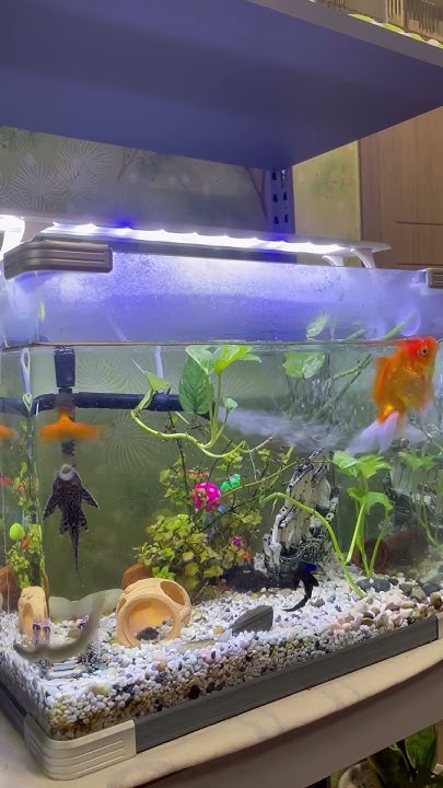 POV my Goldfish And Mud Fish Is Very Playful But The Janitor Fish Is pov-my-goldfish-and-mud-fish-is-very-playful-but-the-janitor-fish-is