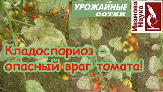 Побороть ОПАСНУЮ пятнистость томата КЛАДОСПОРИОЗ не сложно и можно!