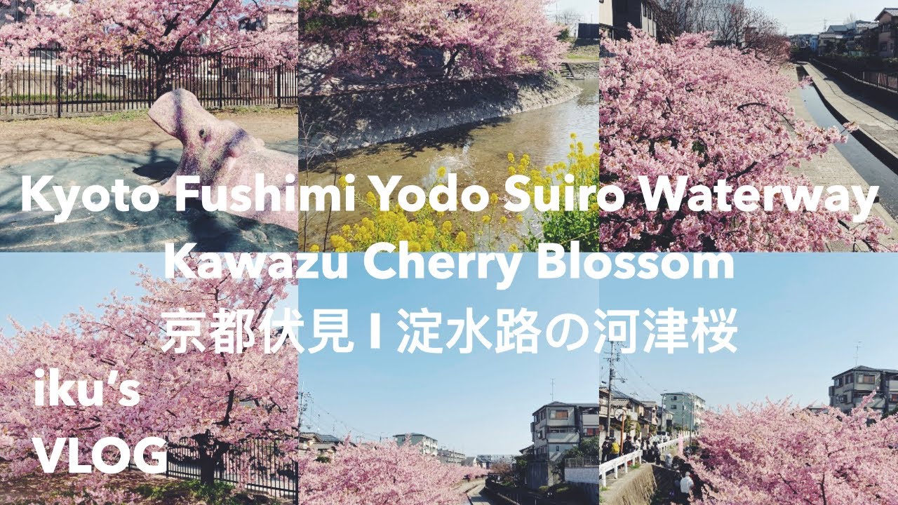 Kyoto Fushimi Yodo Suiro Waterway💧Kawazu Cherry Blossom🌸vlog