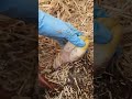 Wusstet ihr das über Kälber?