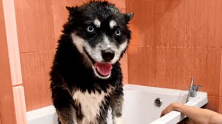 Husky And Hair Dryer, A Story Of Hate And Love! Dog Grooming at Home