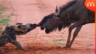 QUANDO OS CÃES SELVAGENS ATACAM