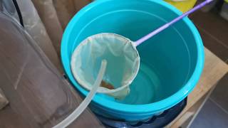 видео: Корм для гуппи. Живая артемия. Часть 2. картинка: Корм для гуппи. Живая артемия. Часть 2.