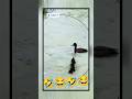 funny 🦆 duck, #funnyshorts #seemclips #trynottolaugh