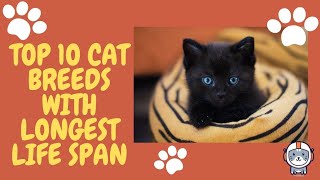 Top 10 Cat Breeds With The Longest Lifespans