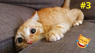 Funniest Animals Videos 😹 Funny Cats And Dogs 😂 Best Of 2023 #5 by City of cats 287 views 10 months ago 12 minutes, 51 seconds