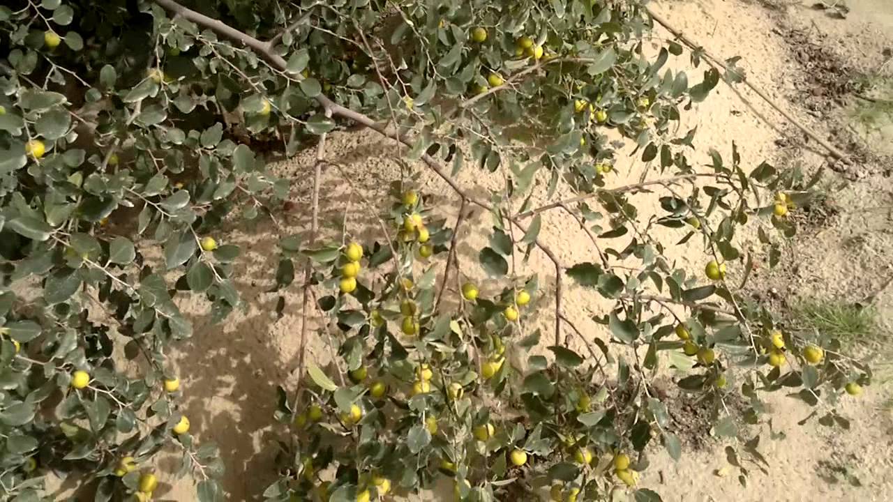 إنتاج أشجار السدر الكنار المحسن Gulf Plants Youtube