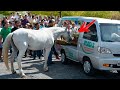 Warum kam dieses Pferd zur Beerdigung und weinte? Die Menschen trauten ihren Augen nicht.