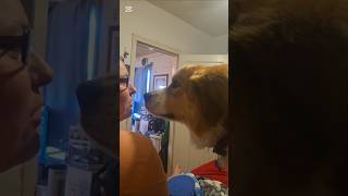 Download Lagu Mommy Share With Me That Cone #dog #doglove #doglife MP3 Download Lagu Mommy Share With Me That Cone #dog #doglove #doglife MP3
