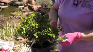 How Far Back Can Japanese Boxwoods Be Safely Cut Back? : Grow Guru