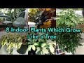 8 इंडोर पौधे जो एक tree की तरह बढ़ते हैं | indoor plants grow like a tree #gardening #plants #garden