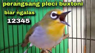 Pancingan Pleci Buxtoni Biar Cepat Ngalas 1 2 3 4 5