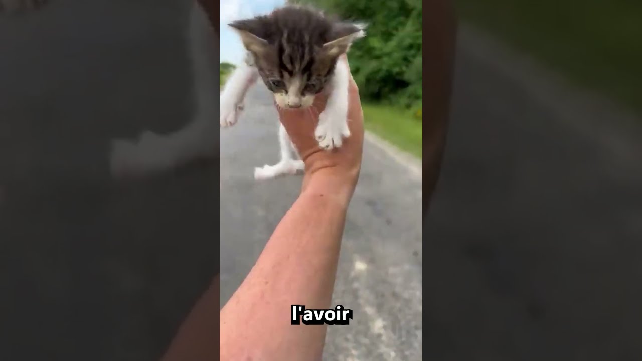 Il A Sauv Ces B S Chatons