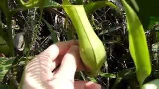 CP Video Series Episode 17 - Nepenthes gracilis (pure green giant)