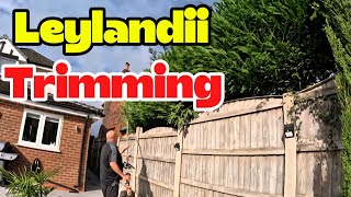 This bordering Leylandii was causing my customer a headache...