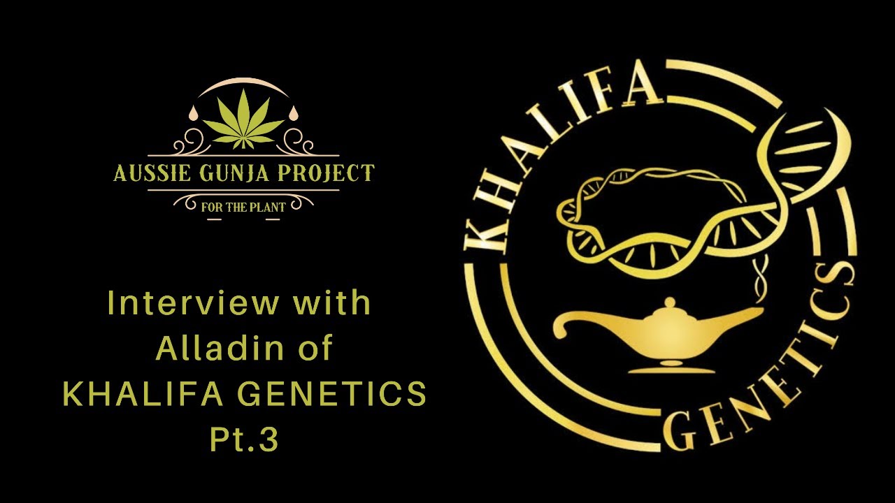 AGP: Interview with ALLADIN of KHALIFA GENETICS Pt.3